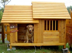 独創的 手作り 犬小屋 大型犬にも リアルサープラス Mahatmaacademy Com