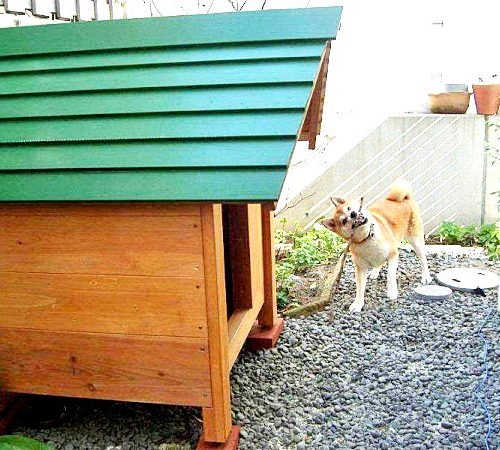 保護犬の犬小屋