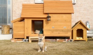 オリジナル犬小屋