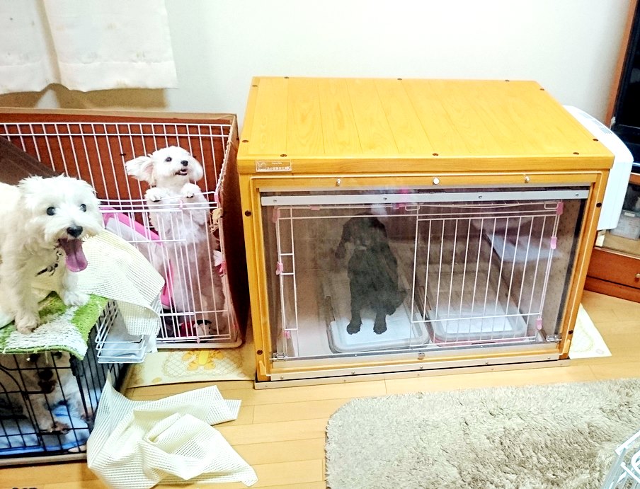 老犬の無駄吠え 夜鳴き対策 - 犬小屋製作工房Kの犬小屋ブログ