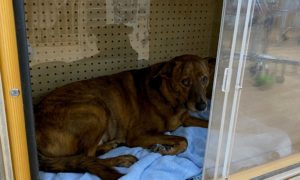 犬小屋製作工房kの犬小屋ブログ 犬小屋製作工房k 手作りのオーダーメイドな犬小屋 製作 販売中 犬小屋のことは オレに任せろ