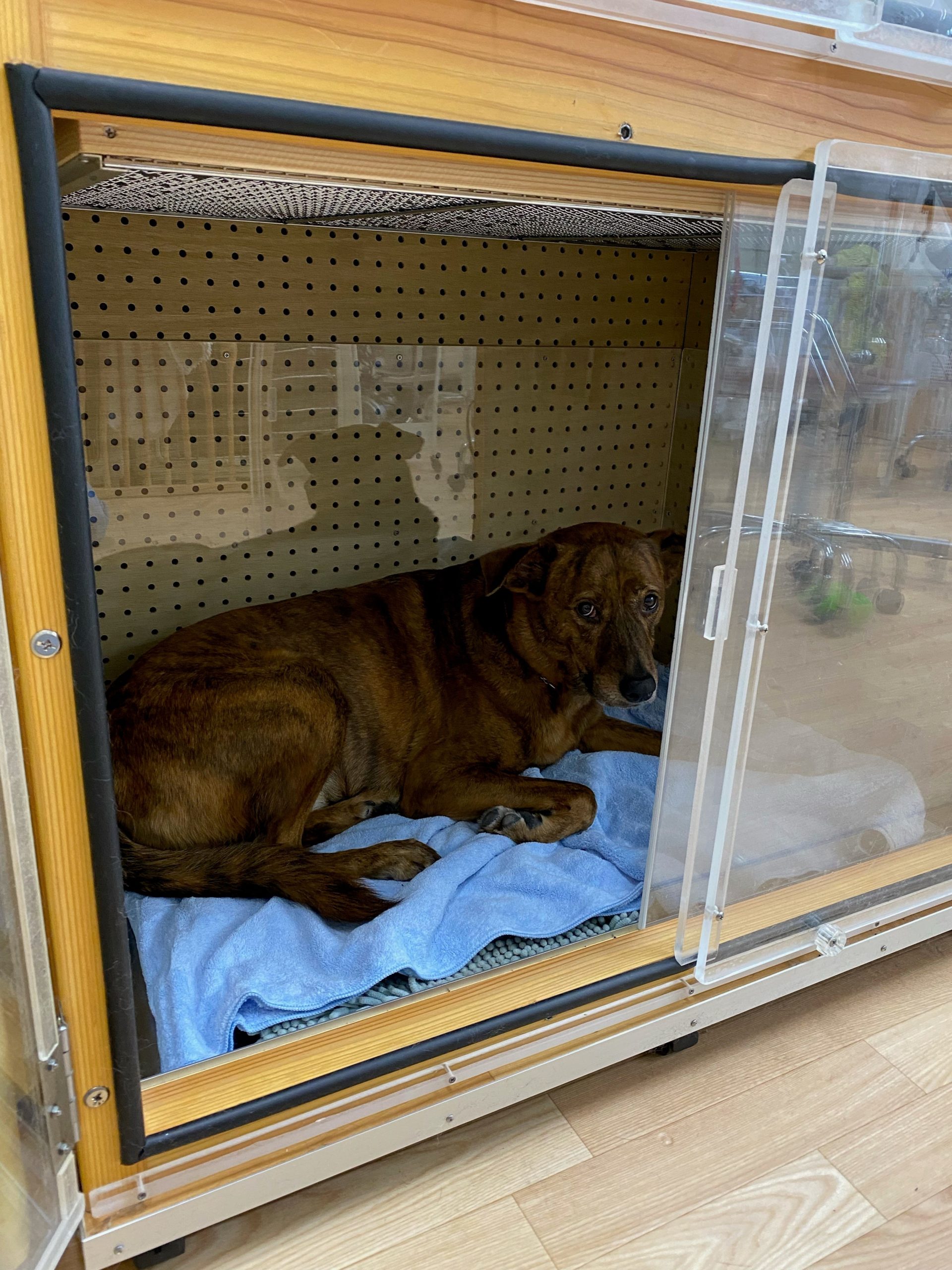 防音犬小屋 防音犬ケージ 犬防音室 犬小屋 猫小屋 - 犬用品