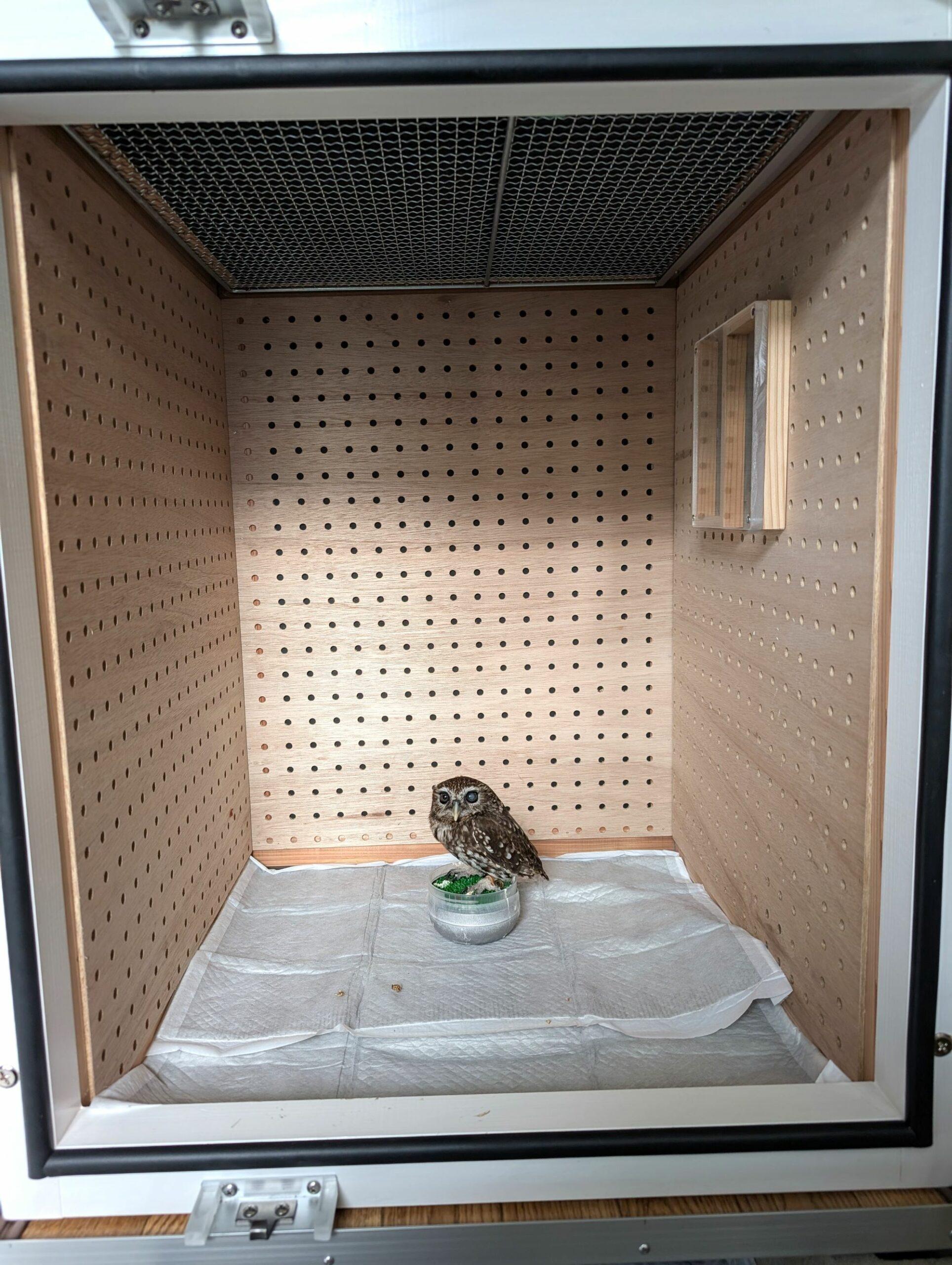 フクロウの夜泣き - 犬小屋製作工房Kの犬小屋ブログ