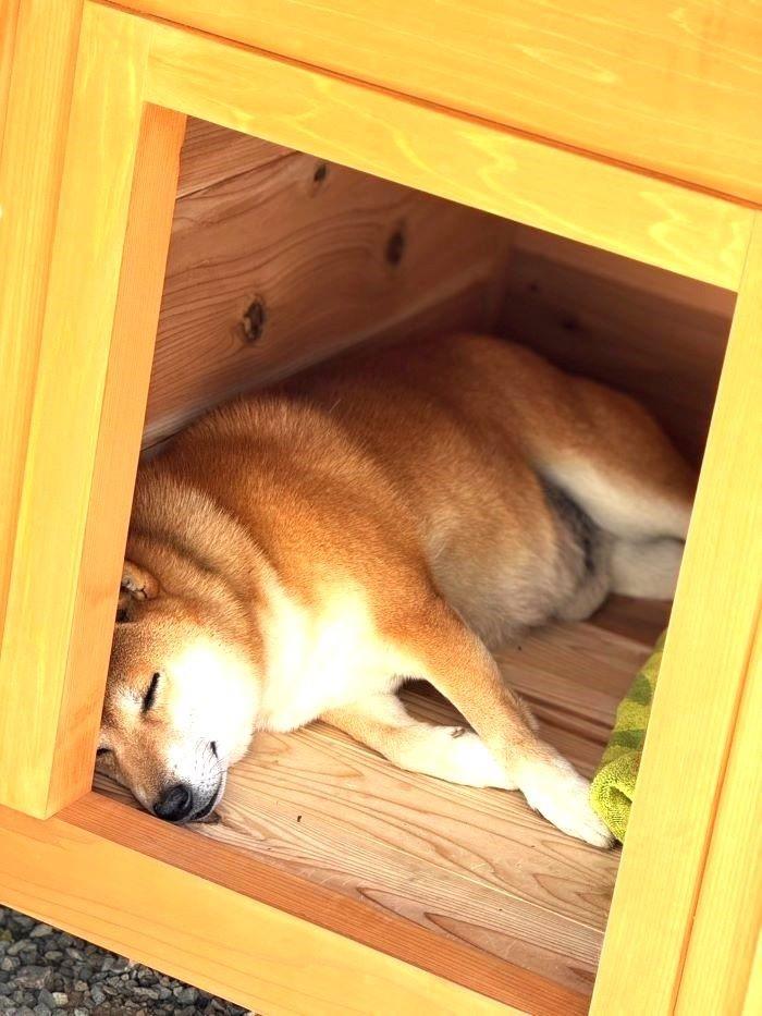 倉庫に眠ってた未使用犬小屋 犬用 ケージ zoovilla 犬小屋 ドッグハウス ファービュートリプルドア