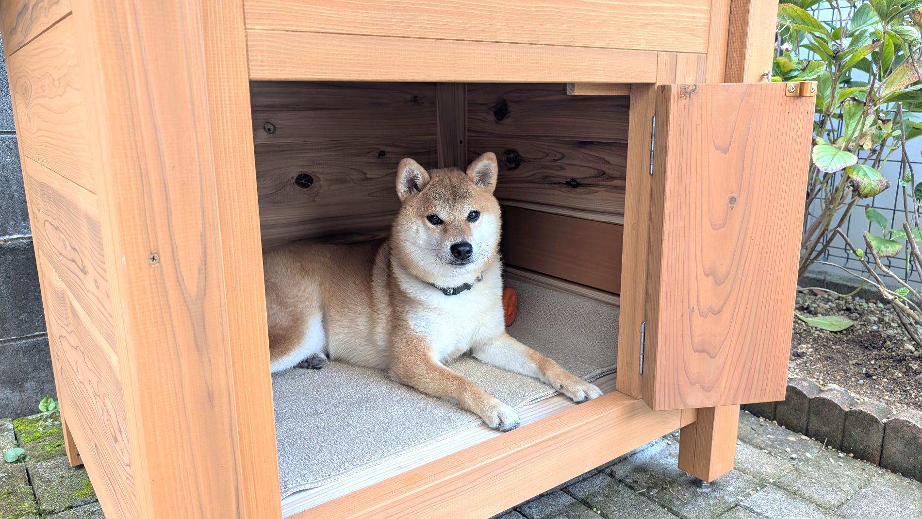 小屋に入らないワンちゃんの犬小屋 - 犬小屋製作工房Kの犬小屋ブログ